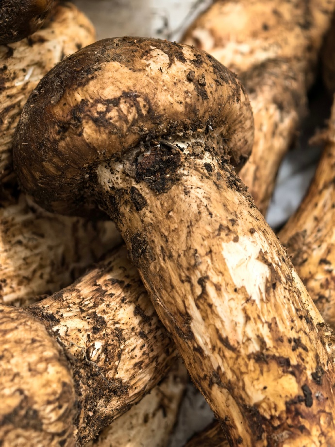 【2026 松茸選購百科】新鮮松茸、乾松茸與冷凍松茸哪個好?價格、辨別與保存全解析 1 006XciJQgy1hsj46l0hwyj32dc35snpf