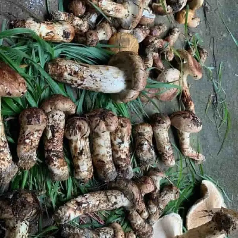 松茸與世界飲食文化:從東方山珍到全球餐桌的跨國之旅 1 feae2e57b889426b964eaecb16678e63