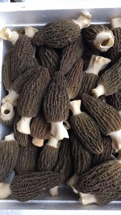 羊肚菌的營養密碼,為什麼它能成為全家適用的健康食材 2 u1944460878950064546fm253fmtautoapp138fJPEG