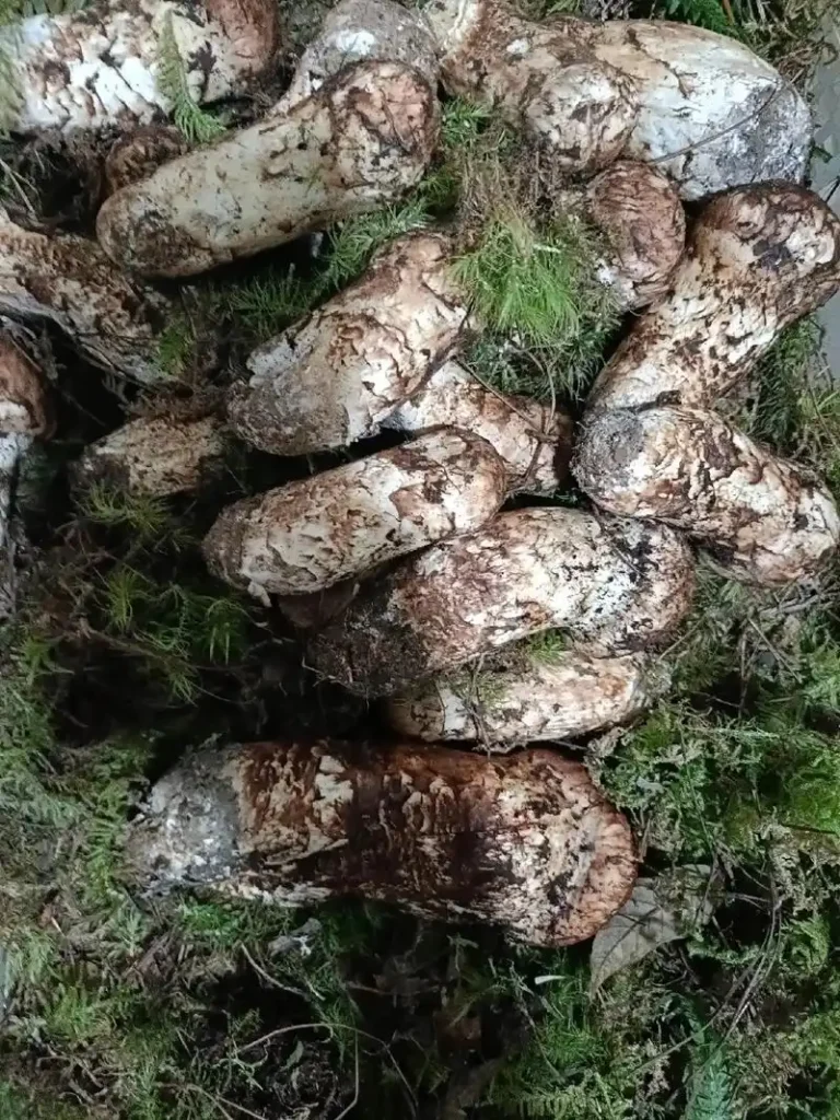【2026 松茸選購指南】松茸等級怎麼分?清洗與食譜全教學,教你辨別高品質野生松茸 1 u3211690443702026595fm253fmtautoapp138fJPEG 1