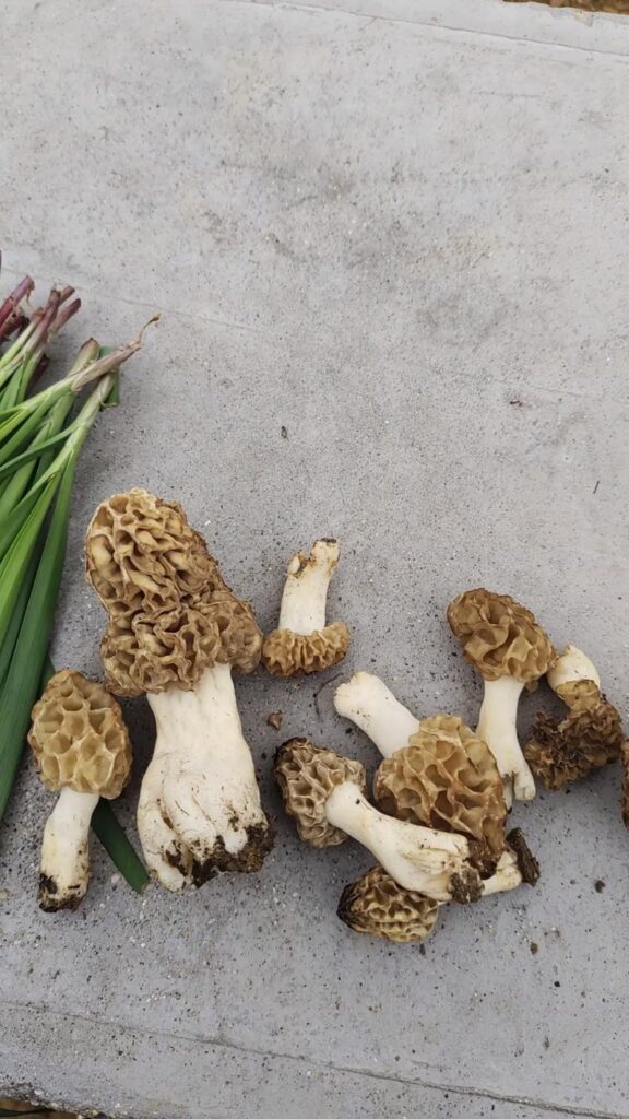 羊肚菌的四季食用指南,順應時節調養,全年都能安心吃 2 u34057313891178365529fm253app138fJPEG