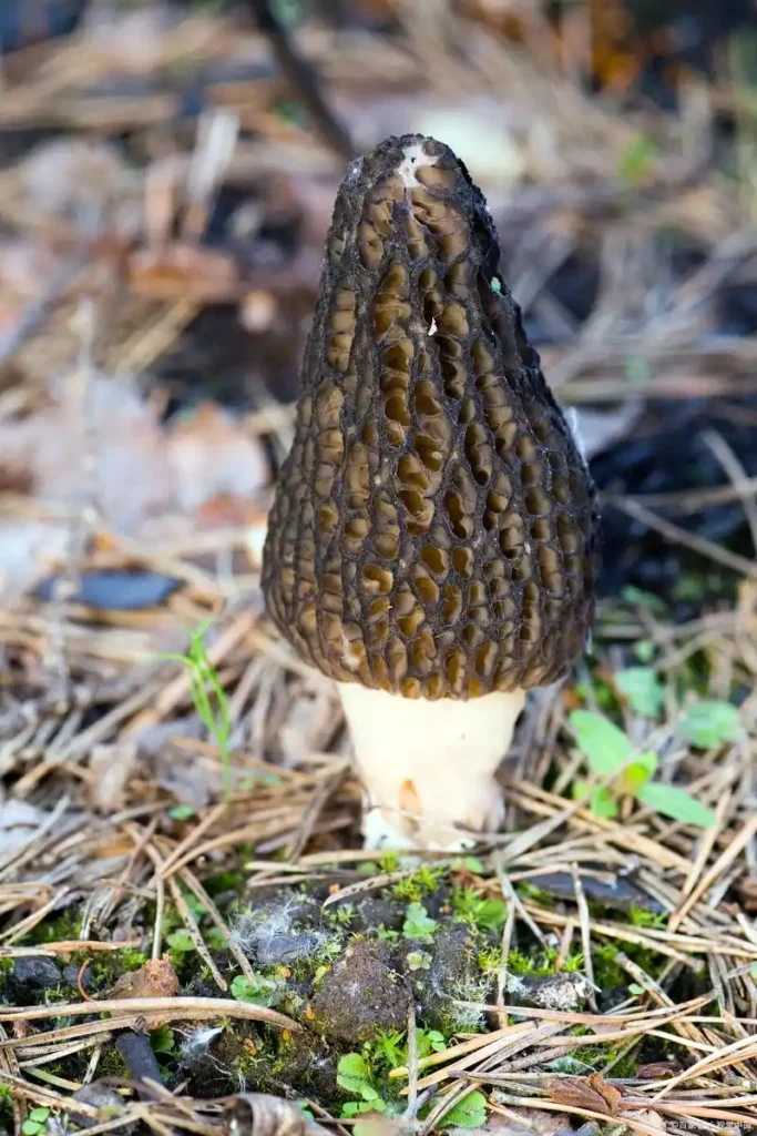 滋養身心,從一碗湯開始:探索羊肚菌的東方養生智慧與現代生活哲學 3 u40141473233884536727fm253fmtautoapp120fJPEG