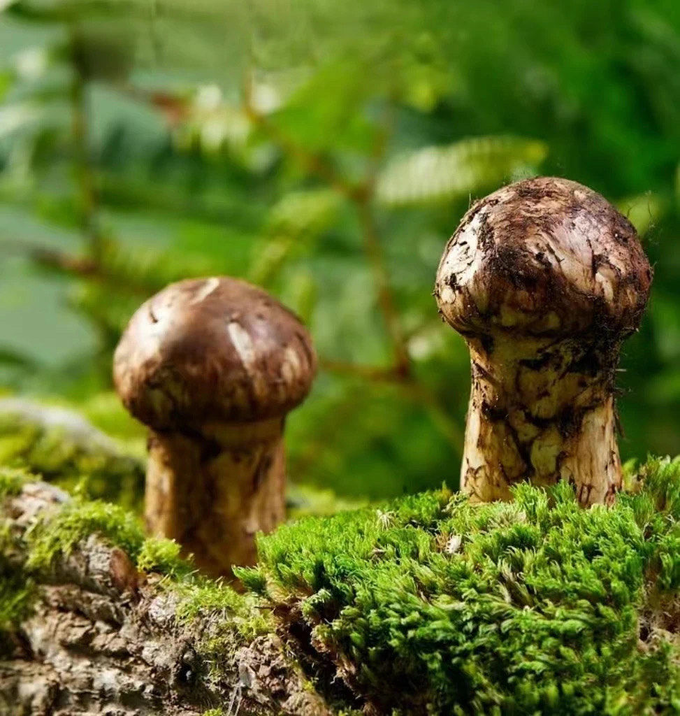 雲南香格里拉新鮮凍乾松茸片:圖片 3