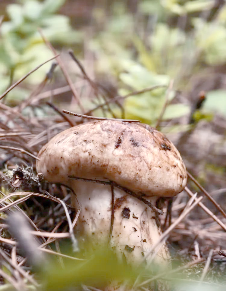 松茸與中式湯品文化:一碗好湯的靈魂,藏在高原山珍的鮮味裡 1 0ac9da0823ac54a464981cde2a03db60