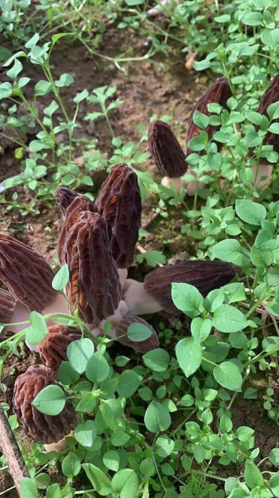 羊肚菌乾貨與新鮮羊肚菌差別在哪?口感、營養、吃法一次分清 1 6107c6b5b827730a883307ef03c606b7 800