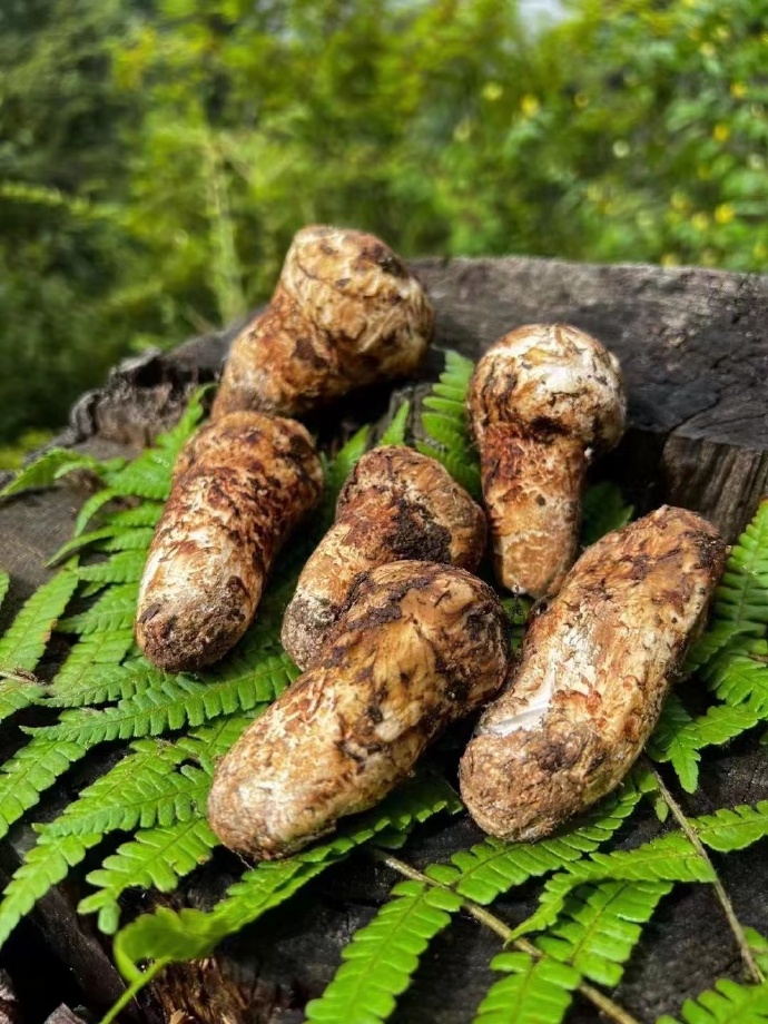 【2026 松茸賞味指南】從長度到香氣:解密「山珍集」野生松茸的頂級規格與品鑒藝術 1 742462fbgy1hs2hg30i5rj20u0140tlk