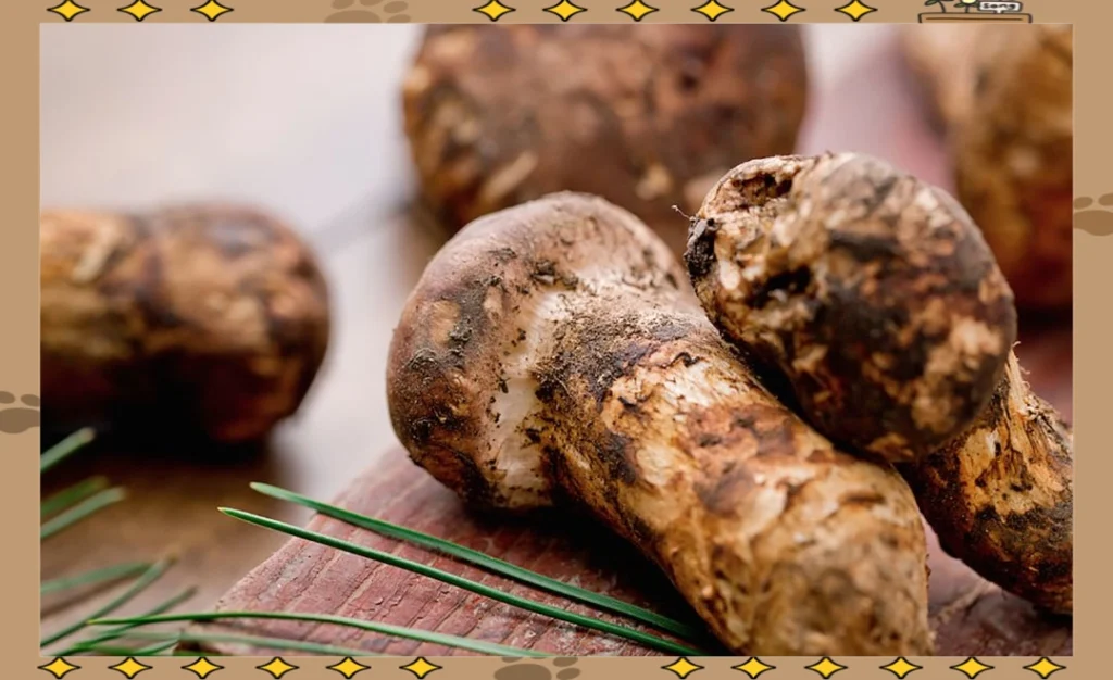 松茸與傳統節慶飲食:穿越千年的山珍盛宴,承包春節中秋的餐桌儀式感 1 bf096b63f6246b60f28feb492cfb0d5c510fa21a