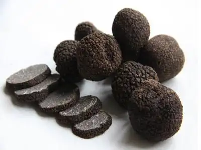 松露的保存誤區:很多人都在犯的錯,浪費食材又可惜 1 u10956014902821562505fm253fmtautoapp138fJPEG