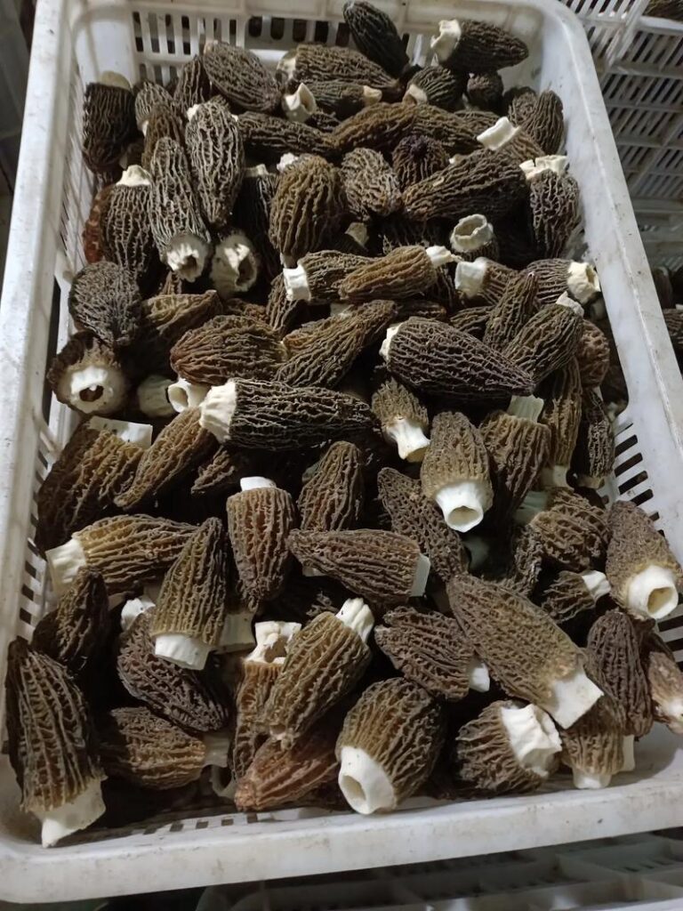 羊肚菌的產地與品質關係,不同產地羊肚菌的差別,一次看懂選對貨 1 u14085709021673622209fm253app138fJPEG