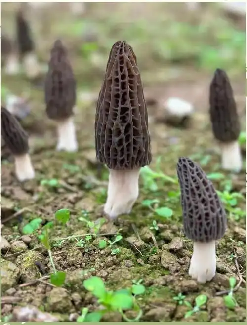 羊肚菌為什麼適合兒童食用?從成長發育到日常照顧的真實好處 1 u17253201892028204923fm253fmtautoapp138fJPEG 1