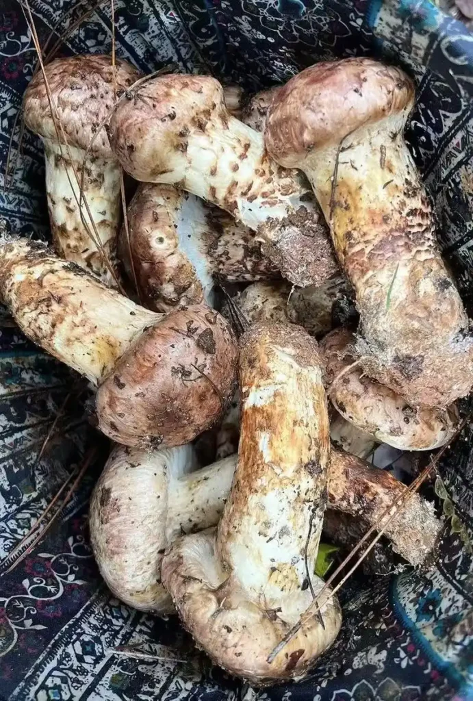 松茸與兒童成長:0-12 歲分齡食譜與營養指南,科學滋補助力發育 1 u17350713253392087477fm253fmtautoapp138fJPEG