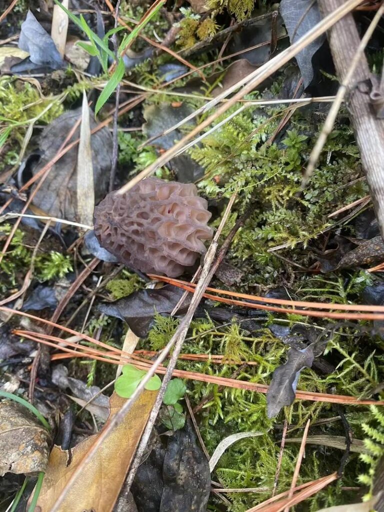 羊肚菌的保存方法全解析,乾貨、新鮮貨各有竅門,避免浪費又保鮮 1 u22433161393379989864fm253app138fJPEG