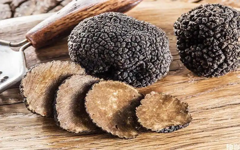 松露的歷史文化:從古羅馬皇室到現代餐桌,一顆真菌的千年傳奇 1 u252668970058973250fm253fmtautoapp138fJPEG 1