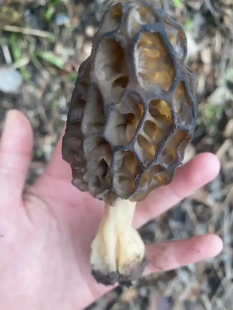 羊肚菌的保存方法全解析,乾貨、新鮮貨各有竅門,避免浪費又保鮮 1 u29240902613452245576fm253fmtautoapp138fJPEG