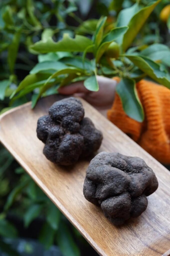 松露與長輩養生:適合長輩的食用方式與注意事項 1 u3239563366559151142fm253app138fJPEG