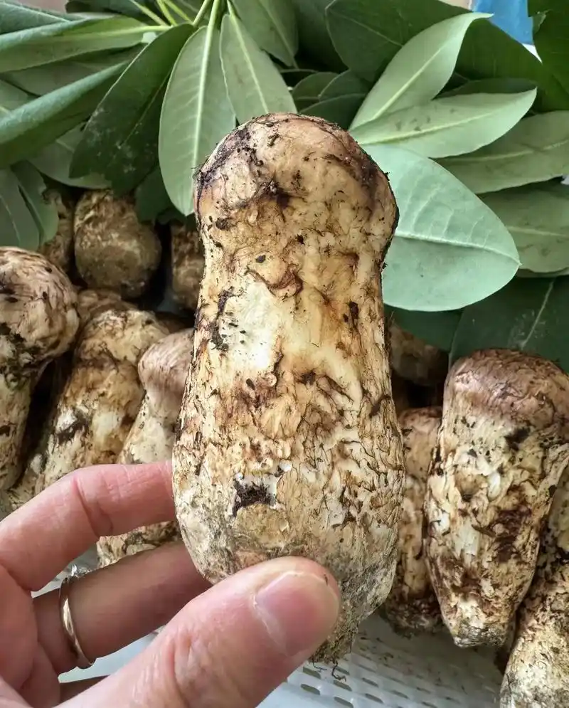 松茸與傳統醫學:千年滋補智慧的現代延續,從本草古籍到日常養生 1 u34027129533692596492fm253fmtautoapp138fJPEG