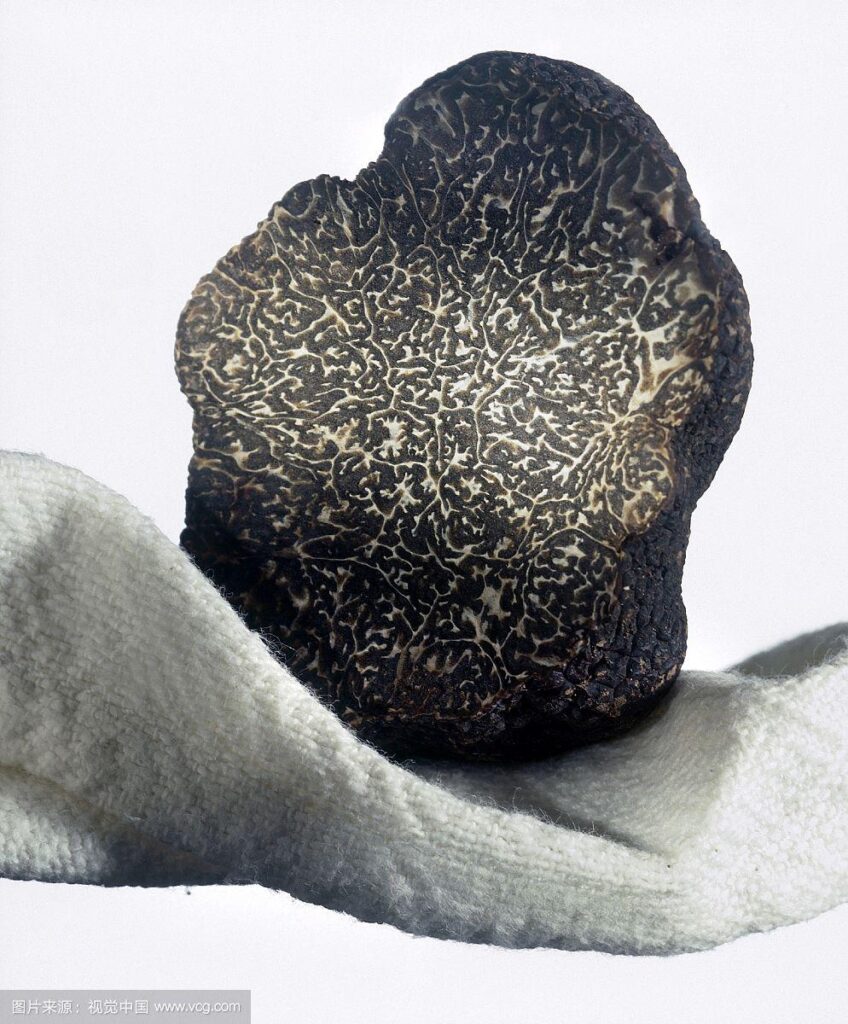 松露與素食飲食:純素者也能享受的頂級美味,溫和又營養 1 u3866821245546394017fm193 1