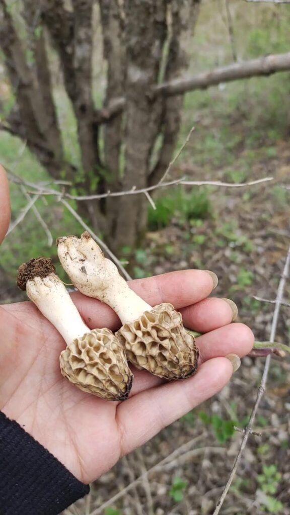 羊肚菌對女性的好處,從內調外養到日常保養,溫和滋補不傷身 1 u40852606883132671315fm253app138fJPEG