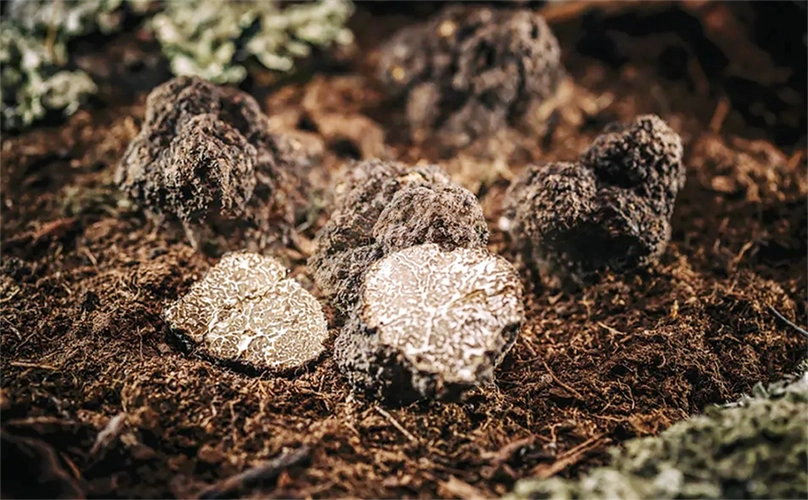 松露與飲品:不止於料理,松露也能做出高級好喝的飲品 1 u776145322776273890fm253fmtautoapp138fPNG