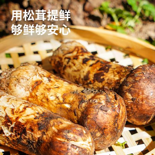 松茸與四季養生茶飲:溫和滋補、清香回甘,辦公室居家都適合 1 u8375492124190900186fm224app112fJPEG